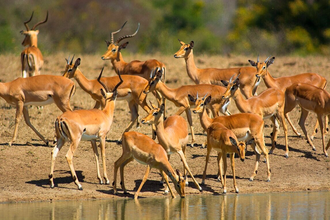 Mikumi National Park Group Tour
