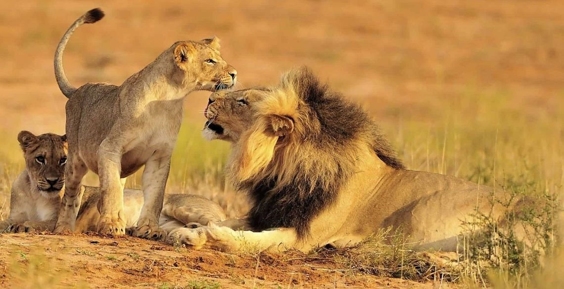 Mikumi National Park Private Tour