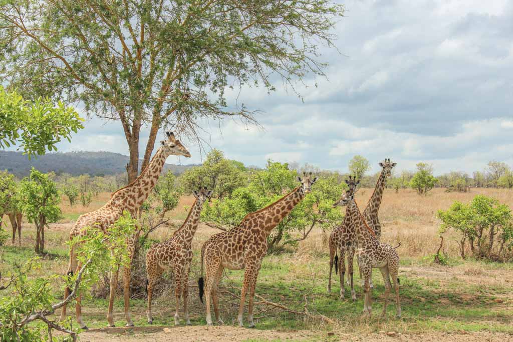 Mikumi National Park: A Safari Gem in Tanzania